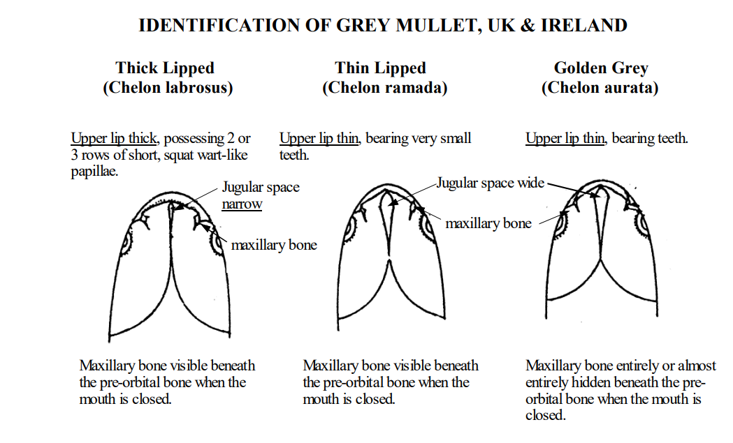 NMC: MULLET ID GUIDE